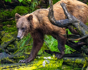 Coastal Brown Bear Foraging in Alaska