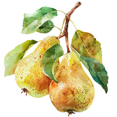 Wall Mural - Watercolor clipart of Pear, isolated on a white background, and Pear vector