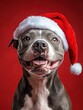 © Johannes - happy cheerful American pitbull dog wearing santa clause hat set against red background