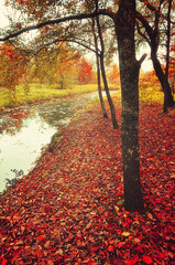 Wall Mural - Autumn picturesque landscape in vintage colors - autumn trees and little forest river in scattering light, autumn landscape in cloudy day