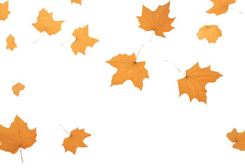 Sticker - PNG Autumn leaves backgrounds maple plant.