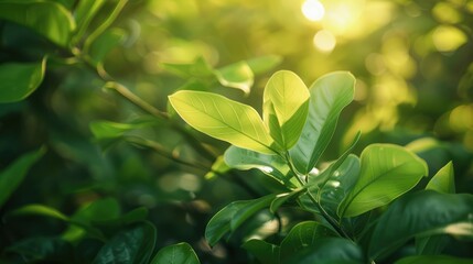 Canvas Print - Close-up of green plant leaves in natural setting with copy space and backlight