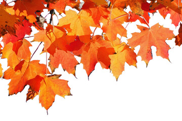 Poster - PNG Maple Tree maple tree backgrounds.