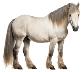 Canvas Print - PNG Pony horse stallion animal mammal.