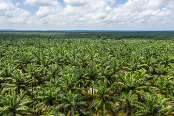 Wall Mural - Aerial view of palm oil plantation At Sandakan Sabah, Borneo. Aerial view