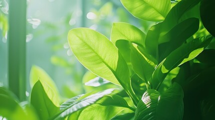 Wall Mural - Lush Green Leaves in Sunlight