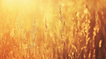 Wall Mural - Golden Grass Sunset   Warm Meadow Bokeh Background