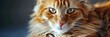© The 2R Artificiality - Fluffy-coated ginger tabby cat striking a pose for the camera.