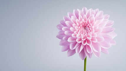 Wall Mural - A single pink flower with a green stem