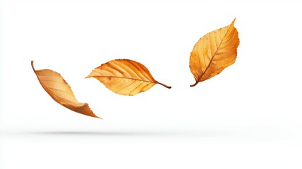 Poster - Three leaves are floating in the air