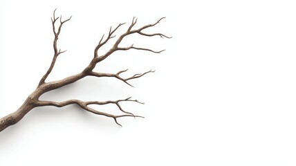 a tree branch is shown on a white background