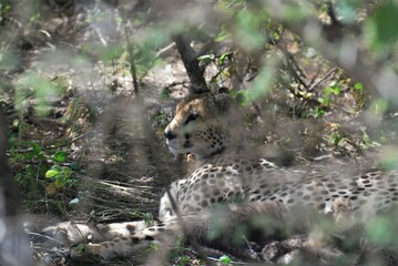 Cheetah hiding in its den within the bushes in the Serengeti National Park in Tanzania