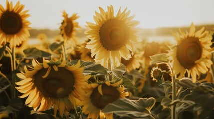 Canvas Print - Sunflowers in Golden Hour