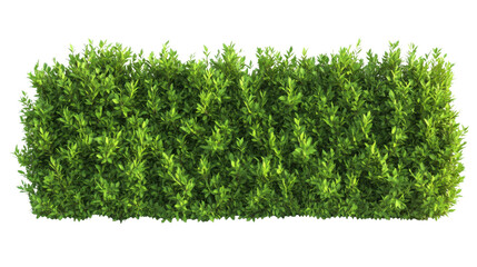 Bush or shrub wall isolated on transparent background for graphic design.