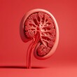 © Dai - A 3D anatomical model of the human kidney, highlighting the internal structures, placed on an isolated red background with enough space for text