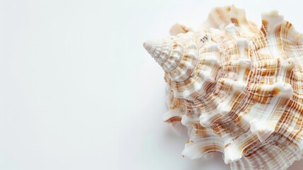 Ocean seashell in close-up on white backdrop