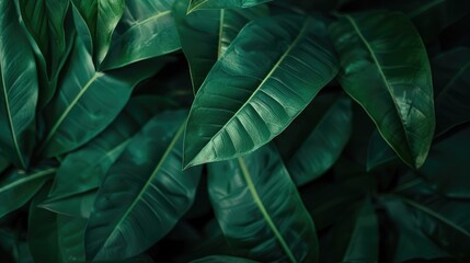 Wall Mural - Tropical green leaves close-up texture and abstract background in a dark setting.