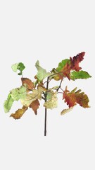 Wall Mural - Time lapse of drying Acer leaves, vertical orientation