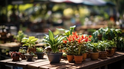 Different potted plants and seedlings