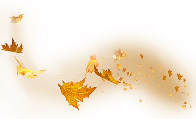 Wall Mural - leaves leaf isolated backgroud autumn season - 3d rendering