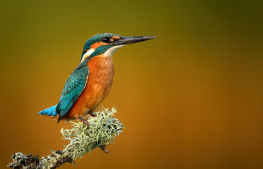 Wall Mural - European Kingfisher ( Alcedo atthis ) close up