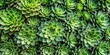 © Neungruedee - Bold green nature background with raw beauty succulent leaves, delicate texture, and vibrant organic pattern, leaves, nature