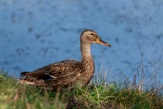 Fototapete -  - Common Mallard Anas platyrhynchos - a species of water bird in the Anatidae family. It is the most common and widespread species of duck. It inhabits most of the Northern Hemisphere. Poland