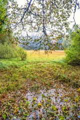 Wall Mural - Wet swamp in a forest at autumn