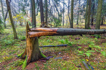 Poster - Storm damaged spruce tree in a forest at autumn