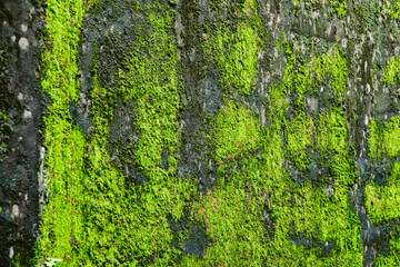 Wall Mural - A wall covered in green moss and a few letters. The letters are not clear, but they appear to be in the middle of the wall