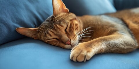 Wall Mural - A cat is sleeping on a blue couch. The cat is curled up and has its eyes closed