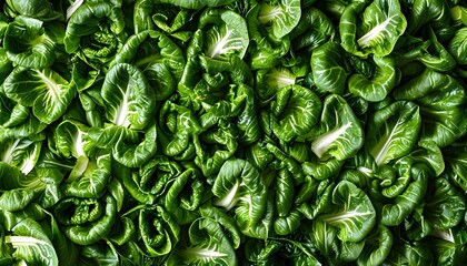 Vibrant close-up of fresh, green leafy vegetables showcasing rich textures and abundant freshness