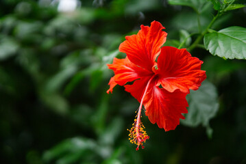 A vibrant red Hibiscus rosa-sinensis blooms against a lush green backdrop.