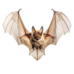 Wall Mural - a bat isolated on transparent and white background