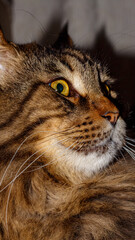 Portrait of a gray Maine Coon cat