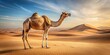 © methinee - Arabian camel standing at eye level in desert, isolated on white background