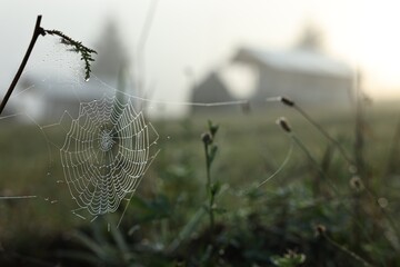 Wall Mural - cobweb with morning dew drops on plants outdoors, closeup