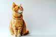 © Dzikrul Husnani - A cat with orange fur is sitting on a white background. The cat has a curious expression on its face , ai