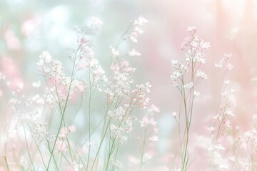 Wall Mural - Delicate White Flowers in a Soft Light