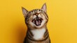 © yusufadi - Portrait cute cat expression laughing on bright yellow background