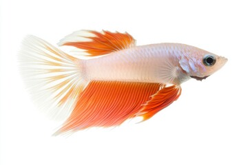 Mystic portrait of Albino Guppy Fish in studio, copy space on right side, Close-up View, isolated on white background