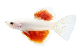 the beside view Albino Guppy Fish, Isolated on White Background