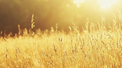 Canvas Print - Golden Grass Meadow Sunset Landscape Background