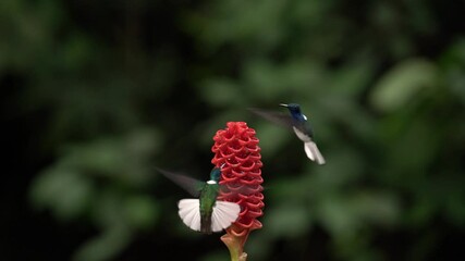 Wall Mural - Hummingbird fly. Flying blue and white hummingbird White-necked Jacobin, Florisuga mellivora, from Ecuador, clear green background. Bird with open wing.  Wildlife scene from tropic jungle.