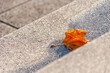 © eyewave - Autumnal leaf on concrete steps