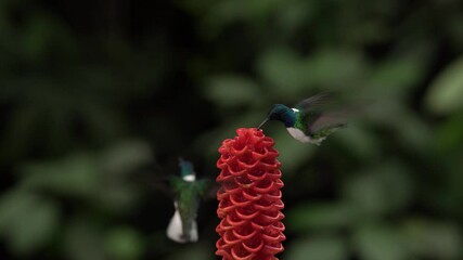 Wall Mural - Hummingbird fly. Flying blue and white hummingbird White-necked Jacobin, Florisuga mellivora, from Ecuador, clear green background. Bird with open wing.  Wildlife scene from tropic jungle.