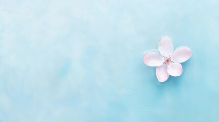 Single Delicate Pink Flower on Light Blue Background