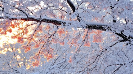 Poster - Frosty Winter Tree Branches with Sunlit Ice Crystals