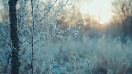 Poster - Frosty Tree Branch with Sunlit Background