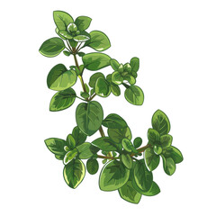 A close-up illustration of a sprig of fresh oregano with green leaves.